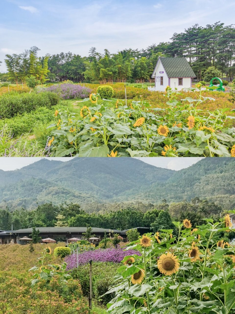 厦门拍照92来天竺山香草园感受田园生活 97更多厦门旅游及周边游