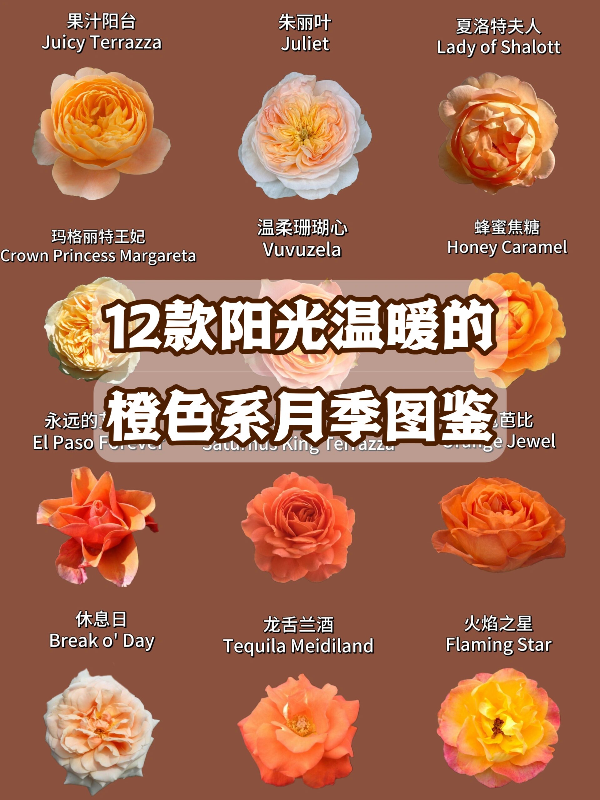 品种图鉴丨12款阳光温暖的橙色系月季图鉴