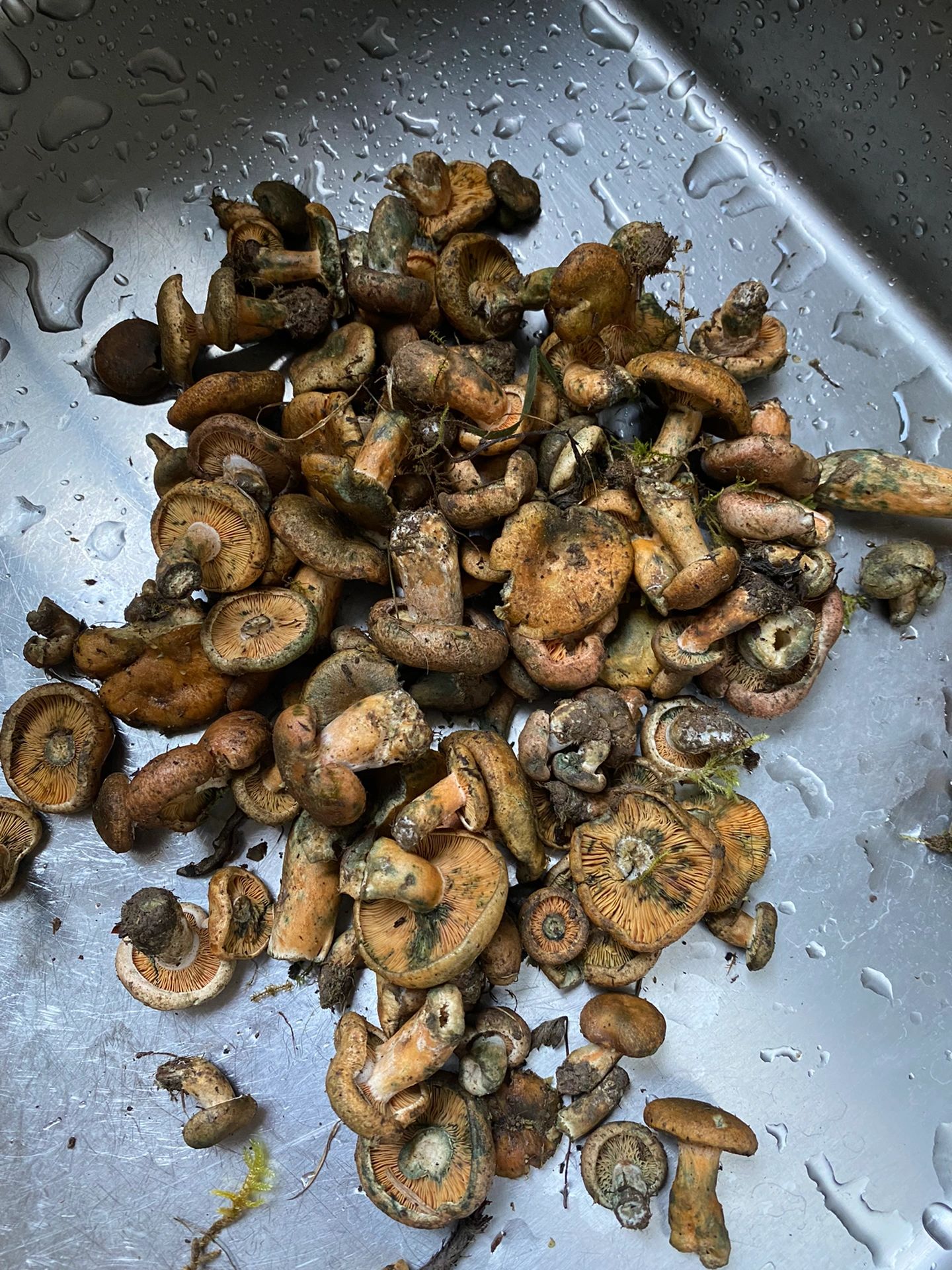 常熟特产蕈油 常熟虞山上的松树蕈,又称雁来蕈.