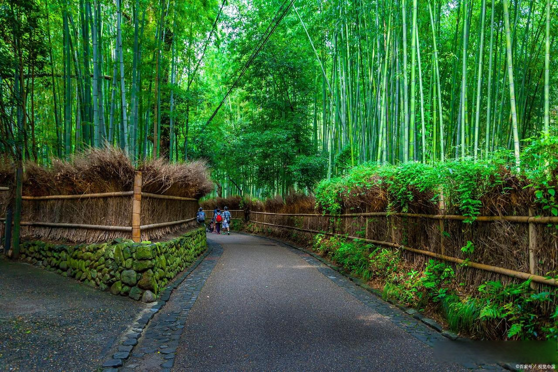 日本岚山竹林小道,在高耸的竹林之间 就像置身于另一个世界,身心得到