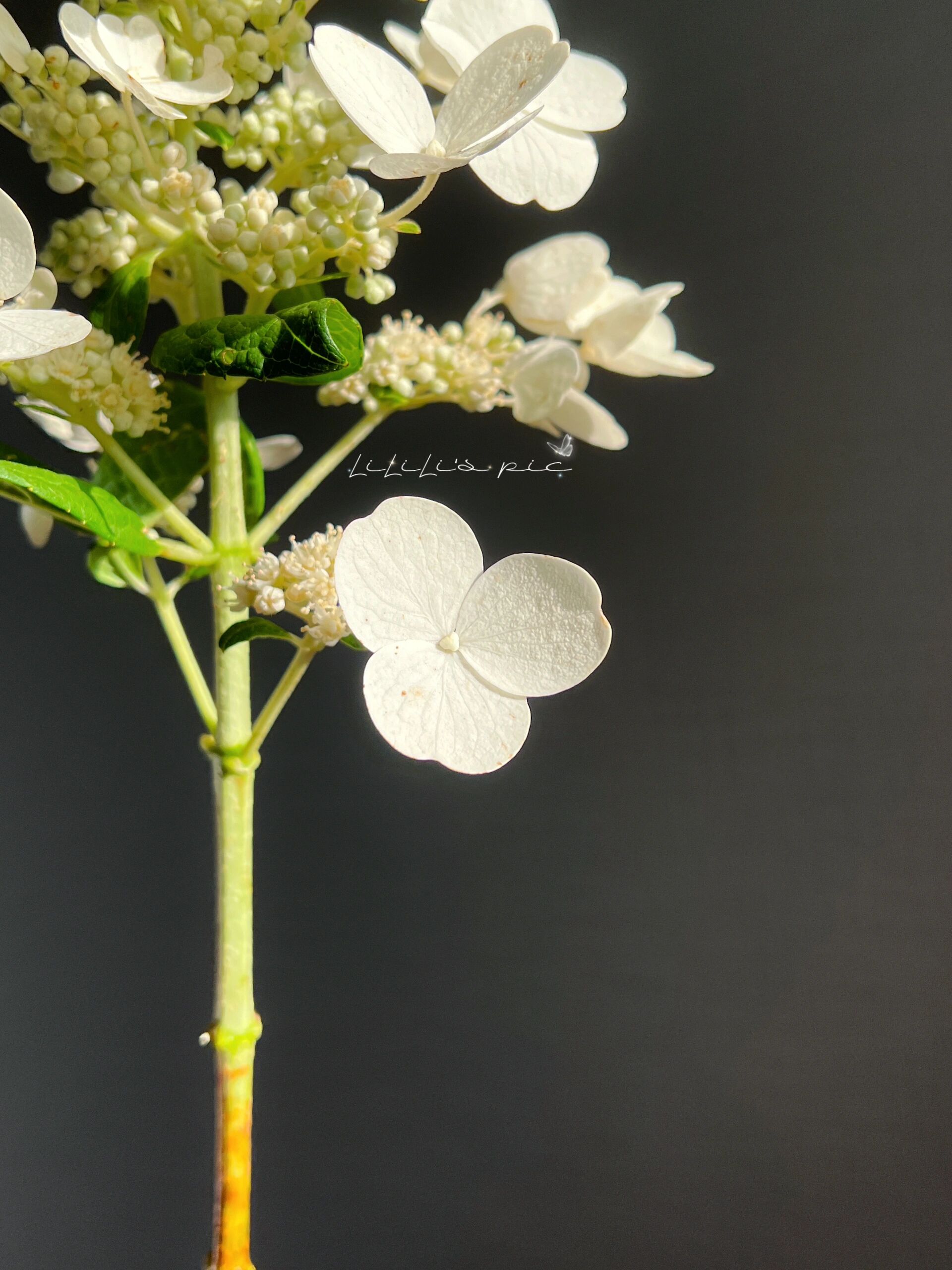 花园蕾丝·绣球  完全美到我了 就是亭亭玉立的大美女