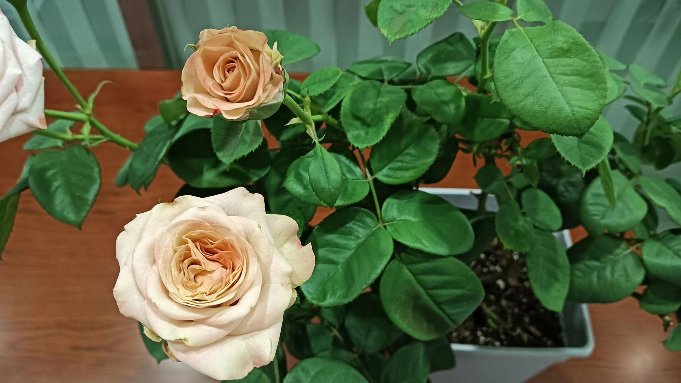 月季花卡布奇诺 卡布奇诺月季优点1,花形美丽 花瓣层次分明,花色鲜艳