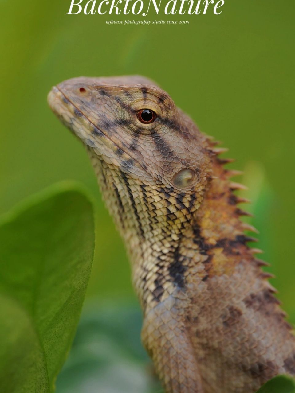 高傲的树蜥 变色树蜥,一个伪装者 爬行动物家族一般生长在环境像世外