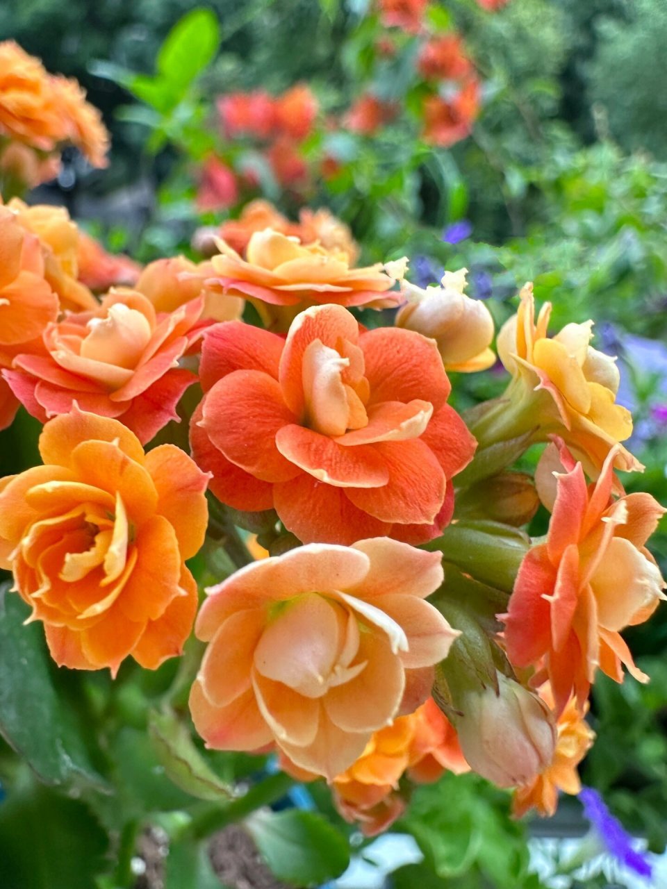 长寿花 橙色风暴/骄阳/意境(21-47) 也是一旁有很多名字的品种.