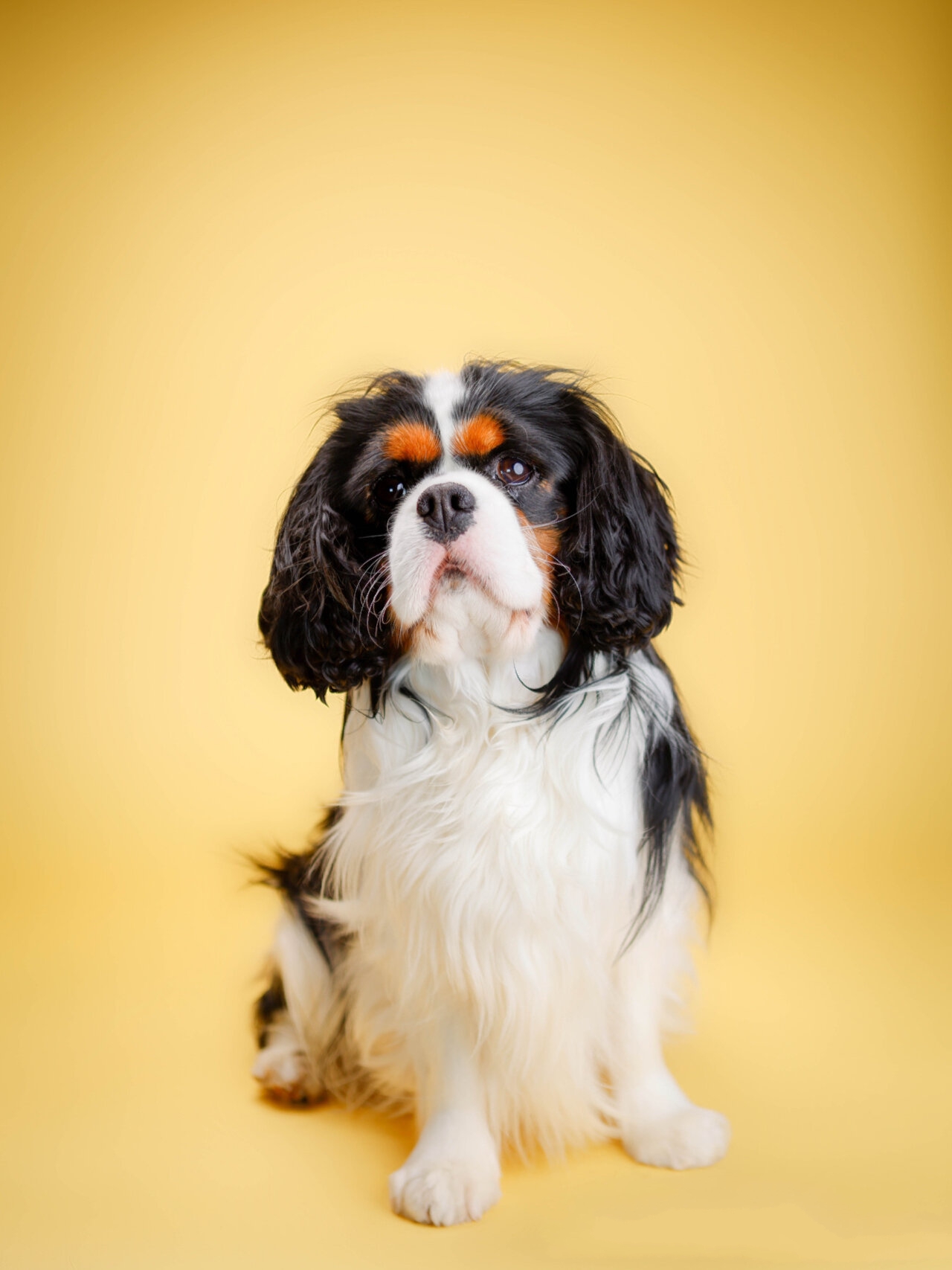 巴黎宠物摄影 | 骑士查理王小猎犬生日写真