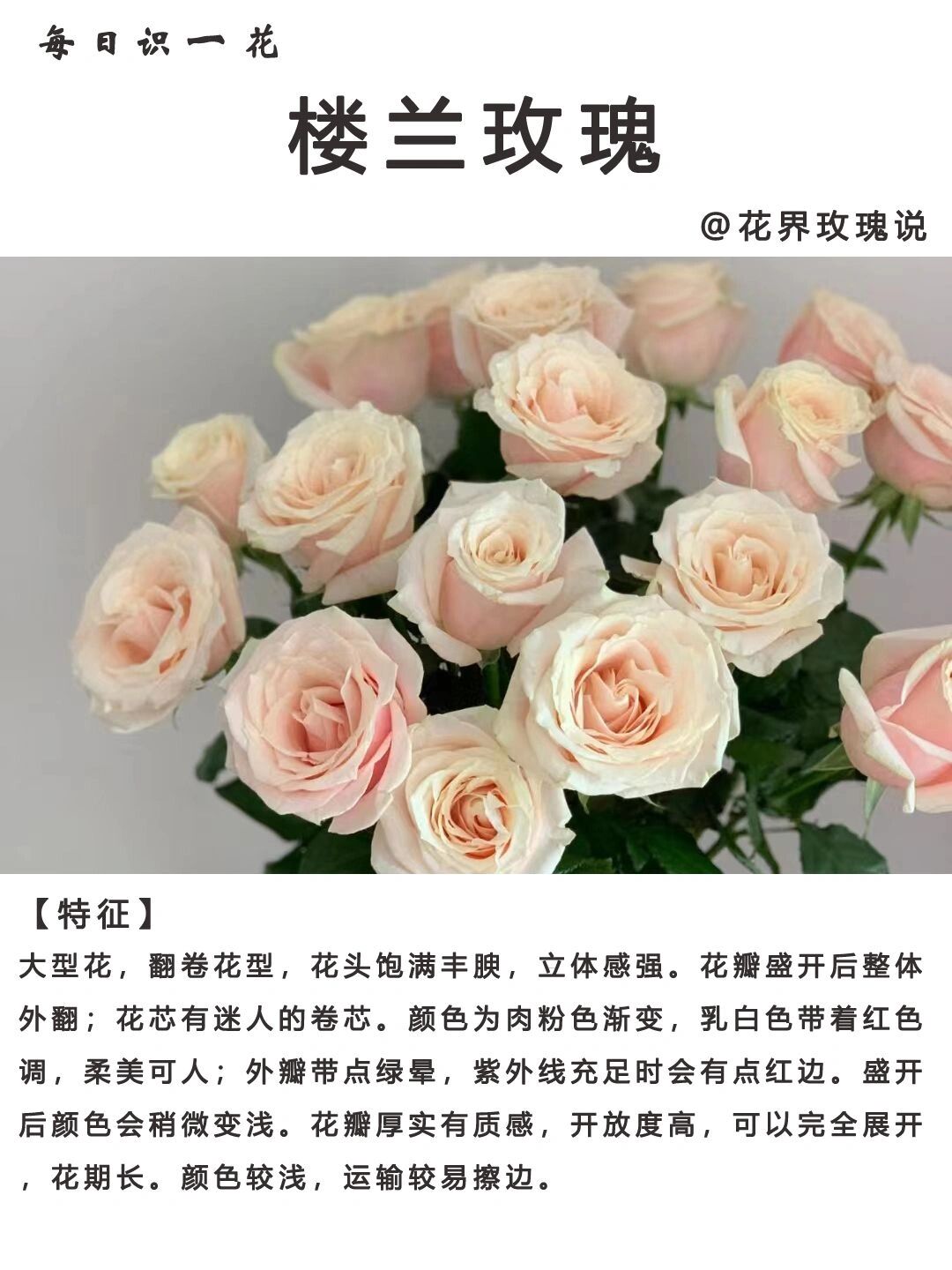 day111|每日识一花|楼兰玫瑰