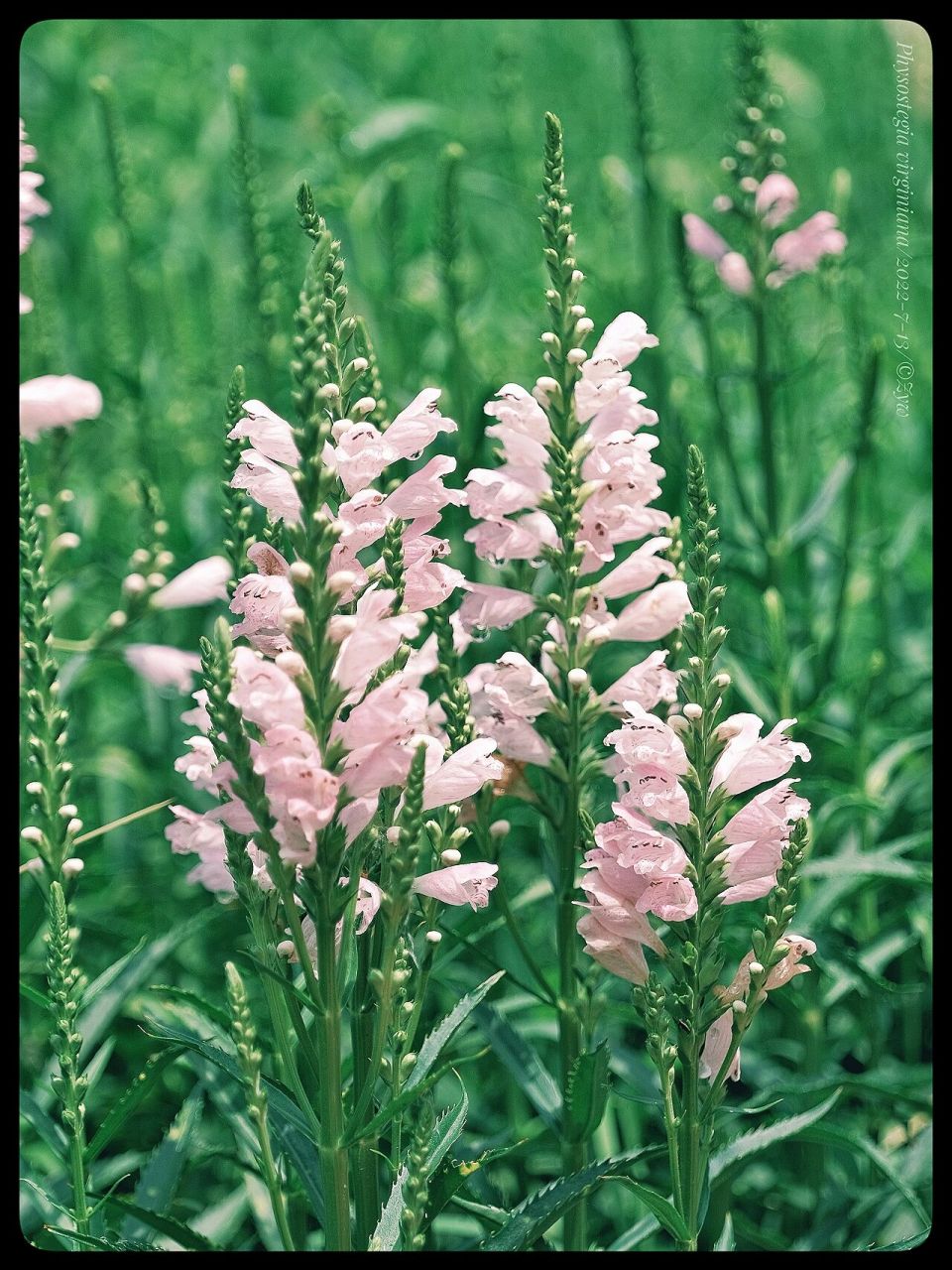 假龙头花 又名随意草 假龙头花还有一个名字叫:随意草.