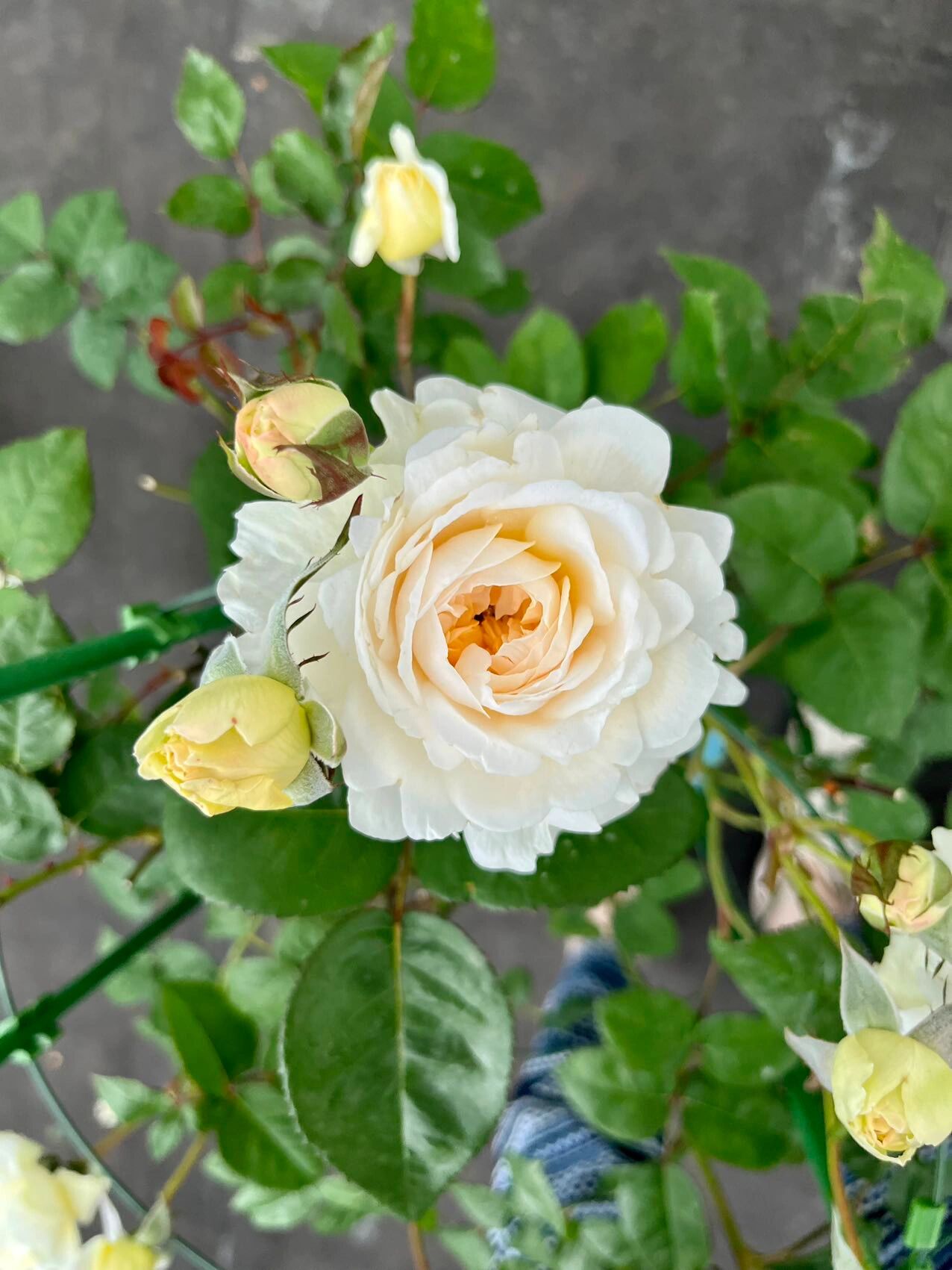 月季 | 伊芙奶油 伊芙伯爵的后代,ht,由最初法国玫兰国际伊芙伯爵芽变