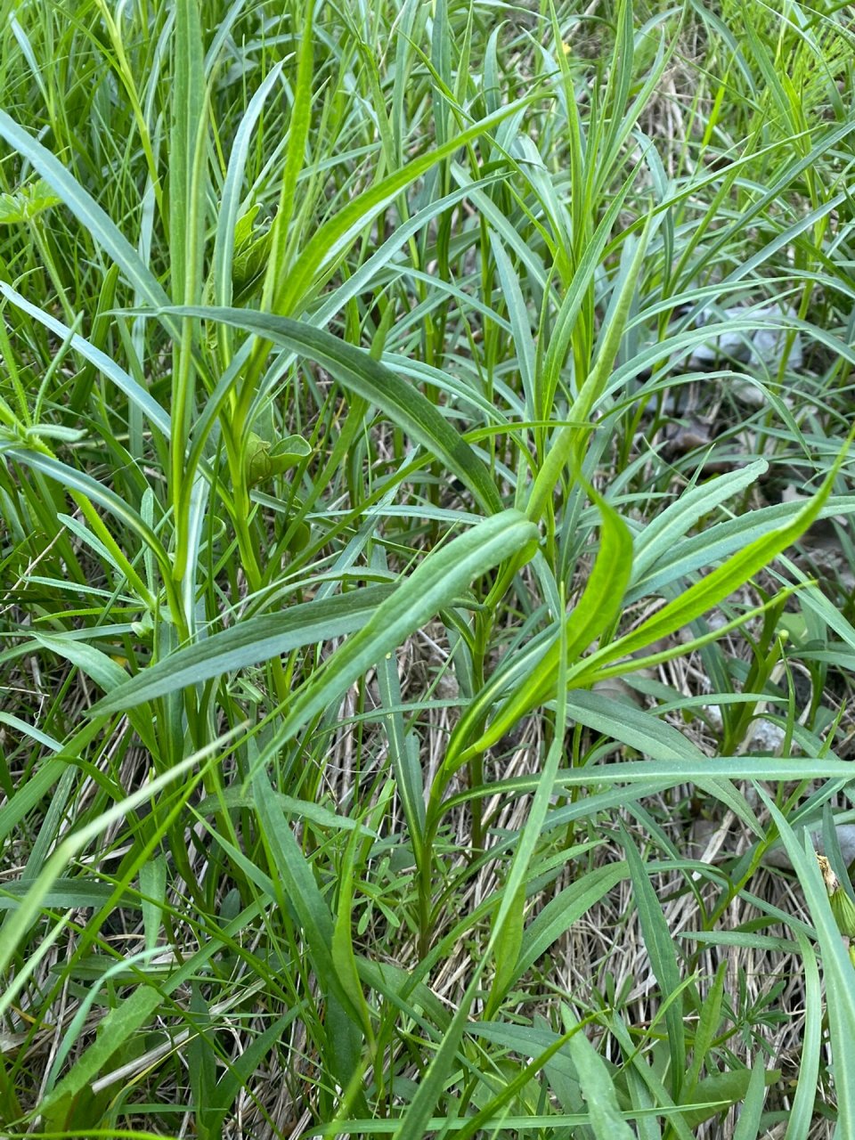 春季野菜 剪刀菜正当时 谢谢童学告知 剪刀菜 又叫柳叶菜,土柴胡,学名