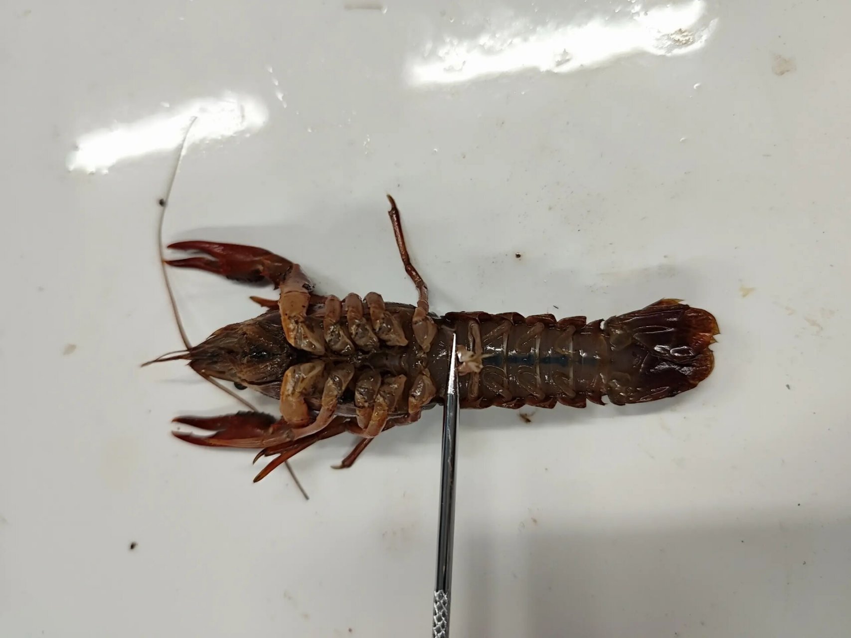 鳌虾的解剖实验报告 动物学实验之鳌虾的解剖 对不起小龙虾把它活刨了