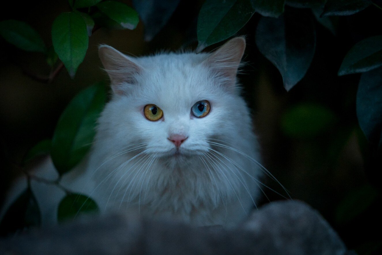 田园猫:白色长毛异瞳猫 颜值即正义加逆天