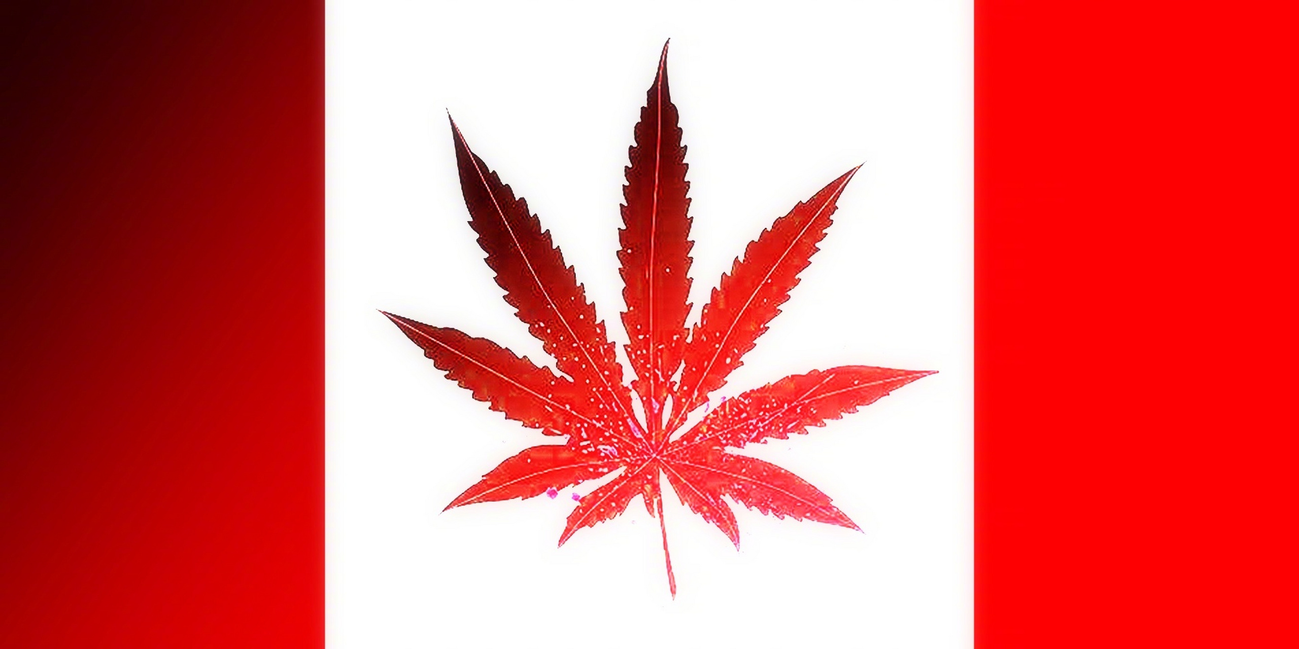 据说是加麻大国的锅旗,好漂亮的枫叶  加麻大全国有460万,占适龄人口