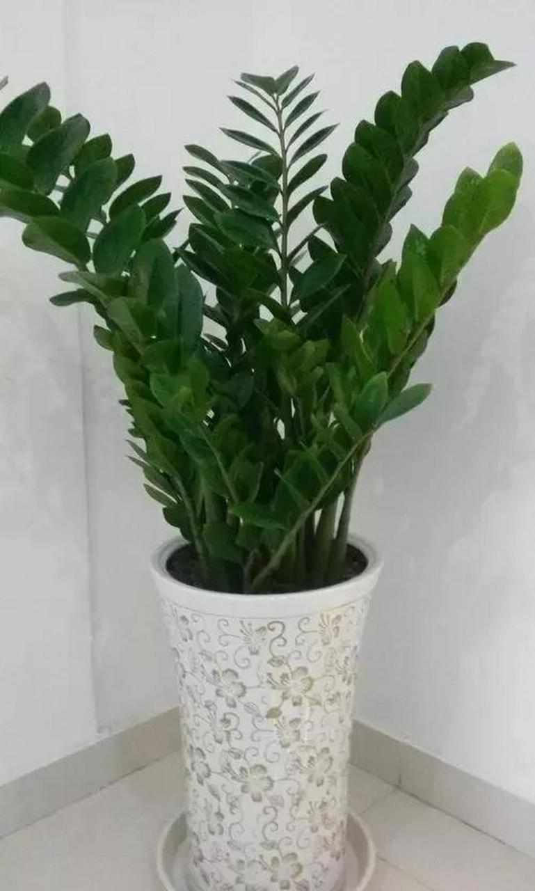 金钱树是最吉祥的植物,在风水上能提升家中旺气,且聚气生财,使人旺家