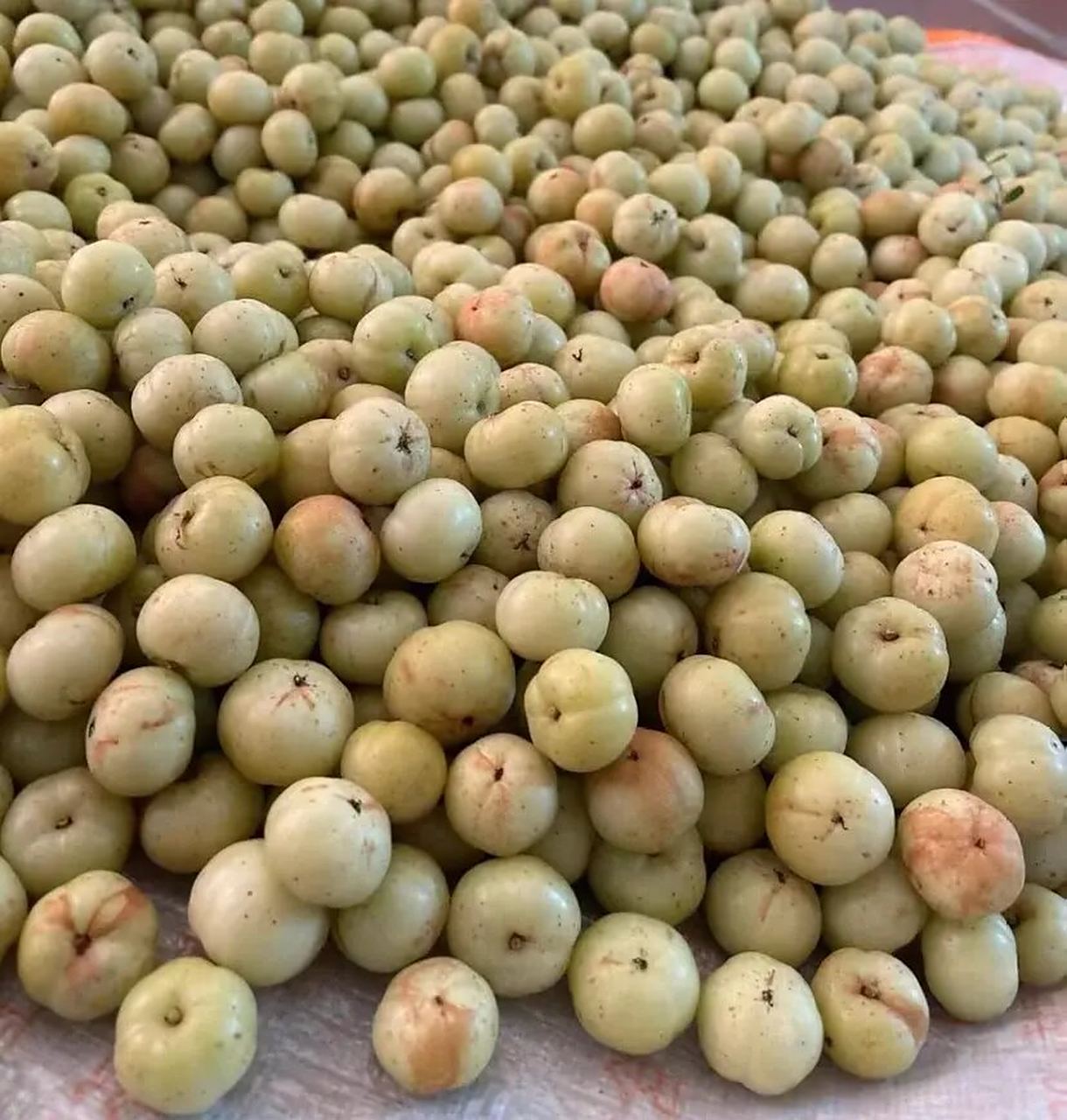 潮汕油甘王 果大颗甘甜爽口 又清脆多汁97 一口嘎嘣脆回甘甜可口 好