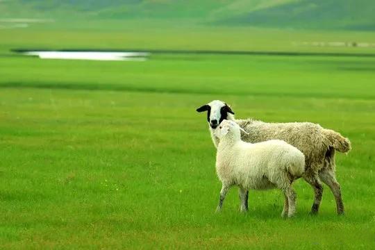那健壮的羊儿在丰美的草地上自由奔跑,觅食,汲取着大自然的精华,使得