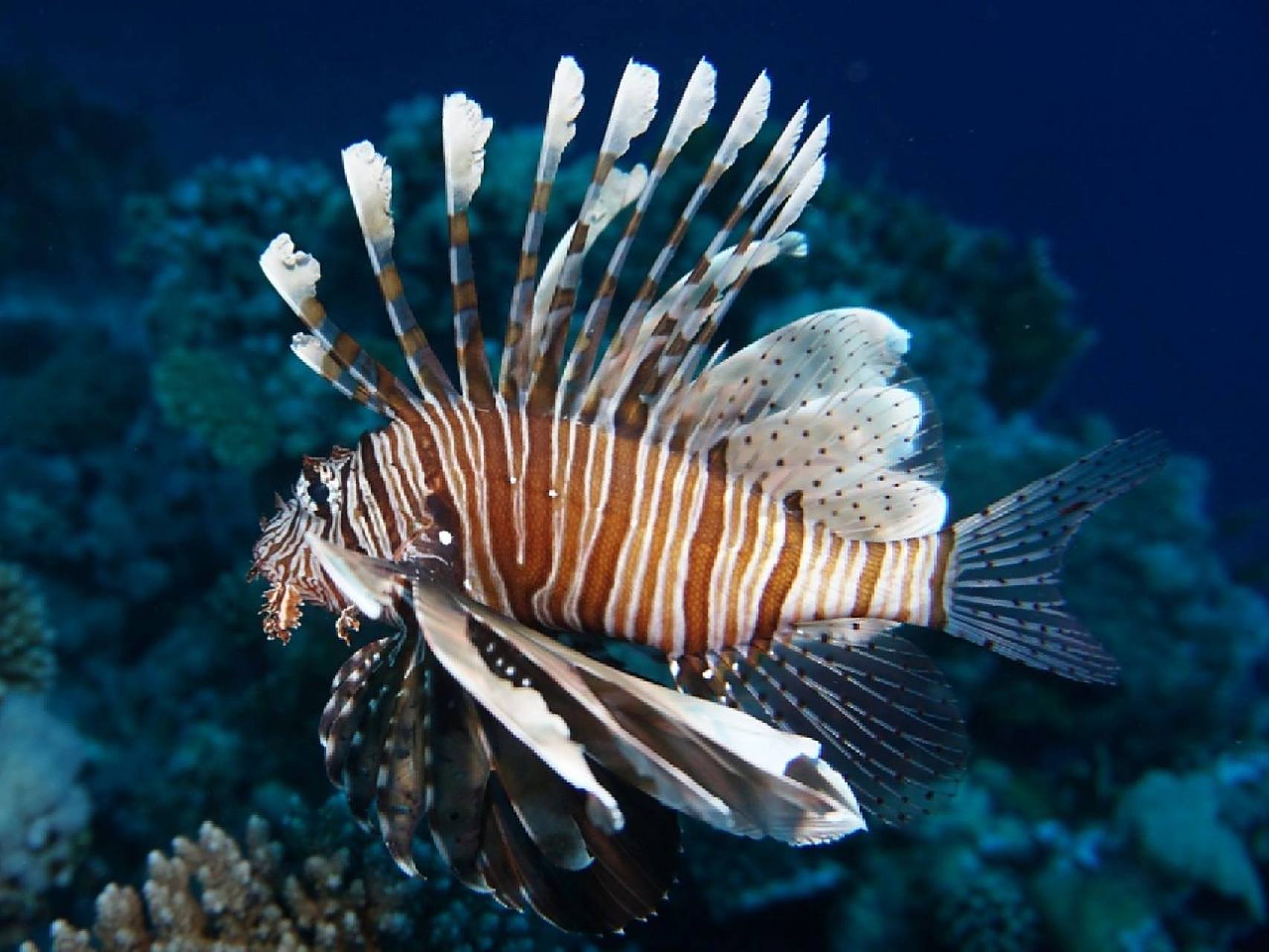 狮子鱼(蓑鲉) lionfish 学名:pterois volitans 狮