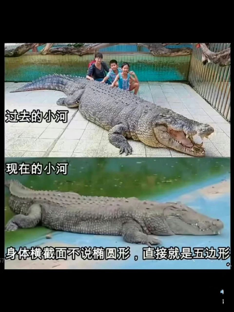 救救厦门中非世野野生动物园鳄鱼小河吧 大家可以去厦门12345公众号