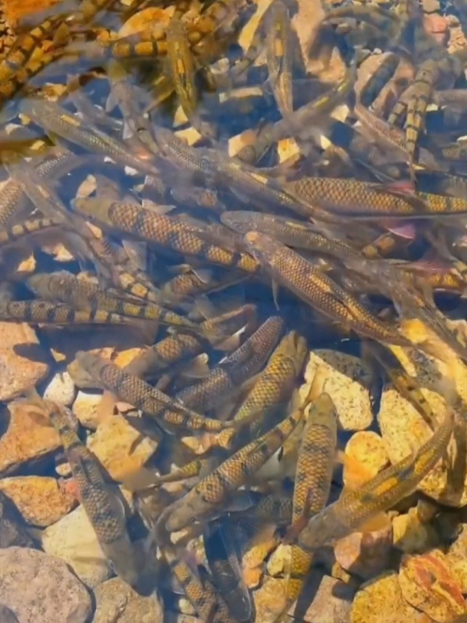 溪流野钓石斑鱼 只是喜欢一个人去钓鱼,顺便分享一下视频