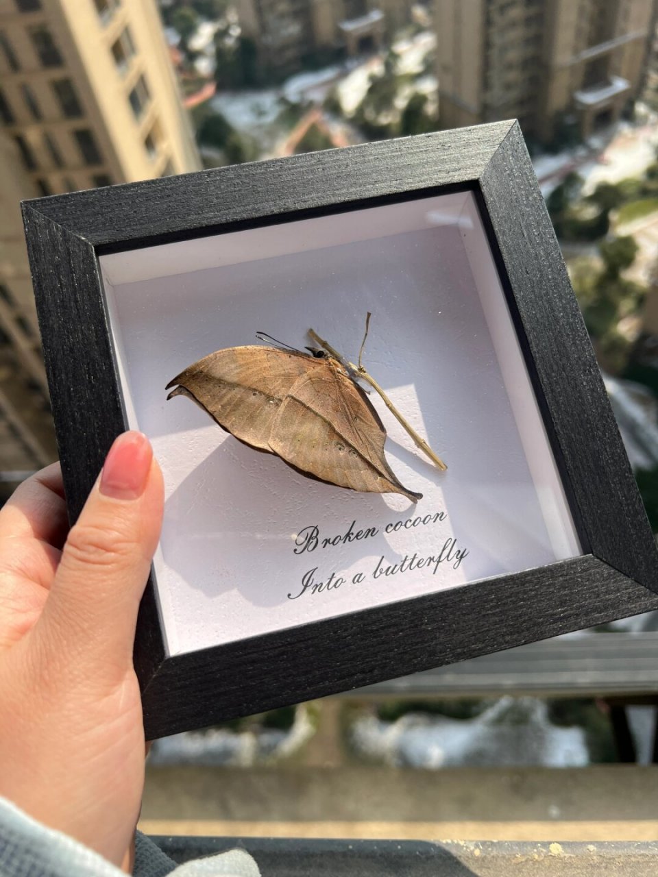 枯叶蝶学名枯叶蛱蝶 ,属鳞翅目蛱蝶科,是世界著名拟态的种类,自然伪装