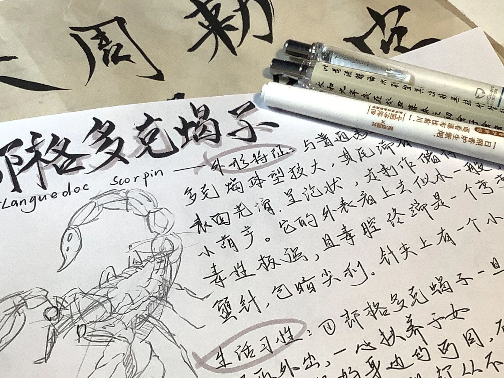 昆虫记08—朗格多克蝎子0415 来咯!