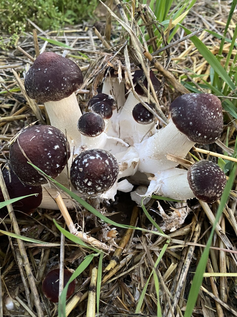 赤松茸是一种生长在赤松树木根部,与树根共生的野生