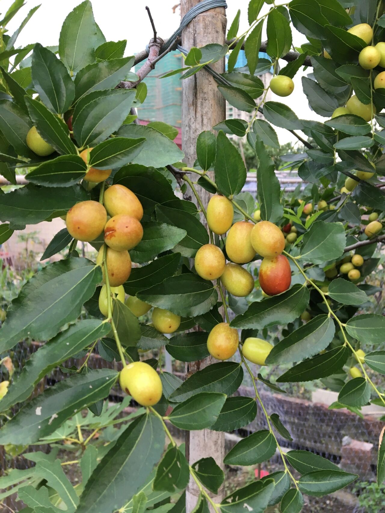 阳台种菜,自己种过的红枣(鸡心枣) 小菜园里种过的红枣树(鸡心枣)