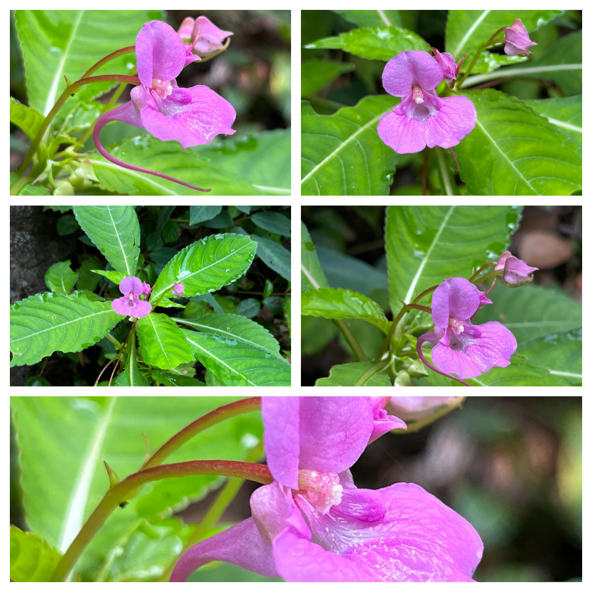 凤仙花信息图片