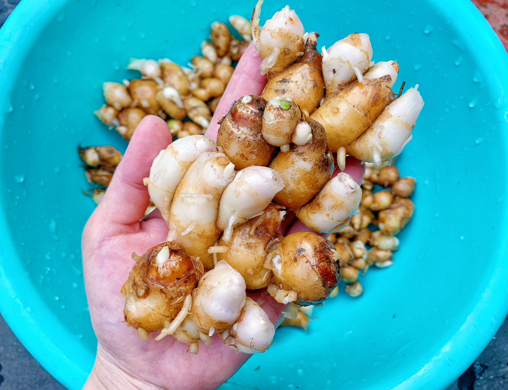 沙姜(自种) 种了2年多 主要是没空挖 旧种都霉烂了,空心了 又长出新果