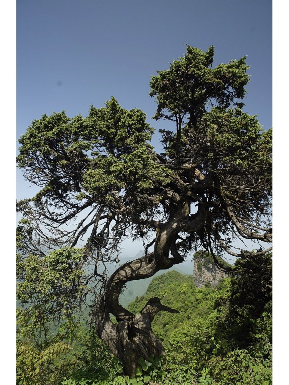 一棵一千年只长了两米的古树 在山顶悬崖边有一棵古柏树,身高两米,冠