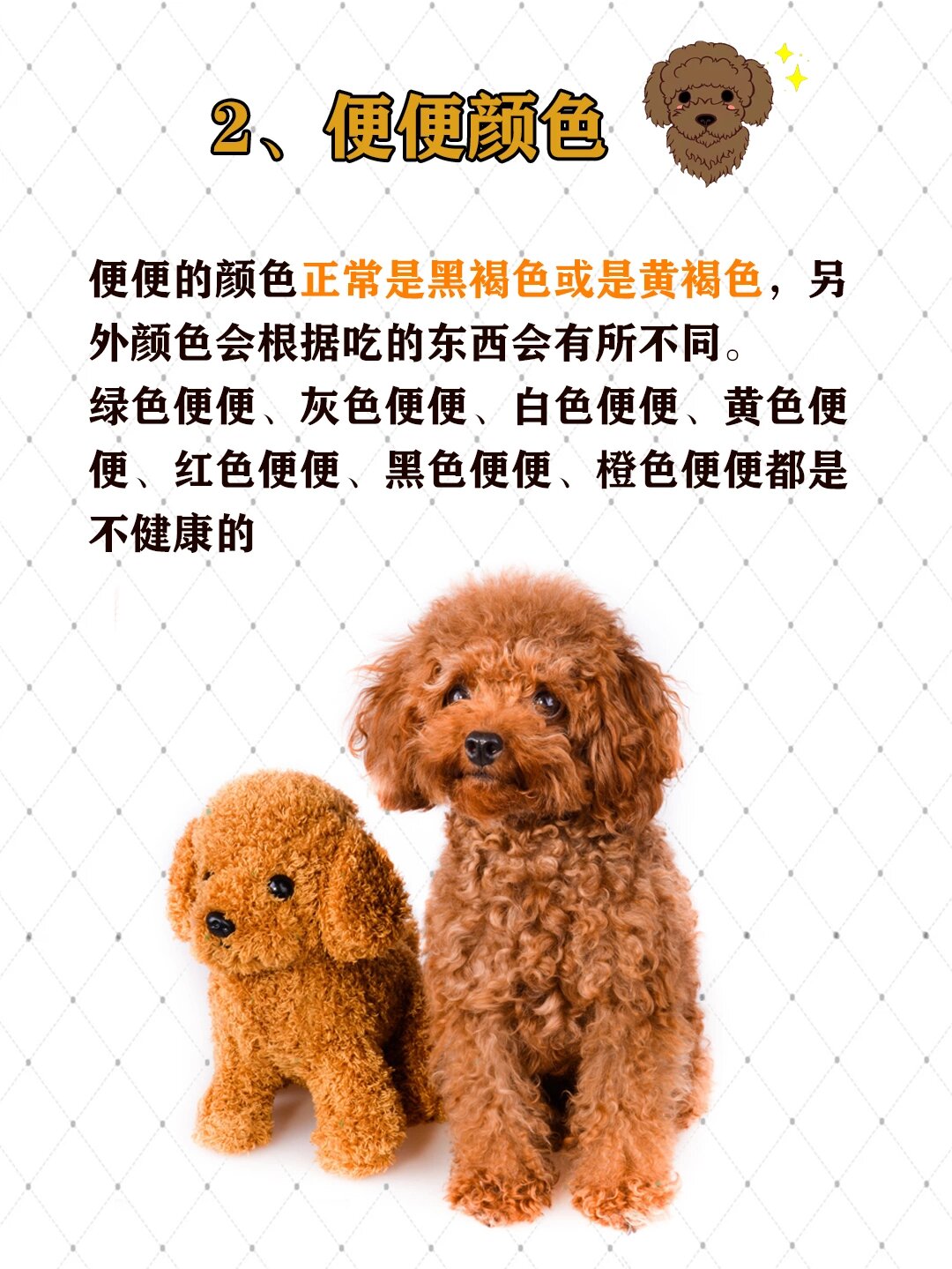 泰迪犬正常便便图图片