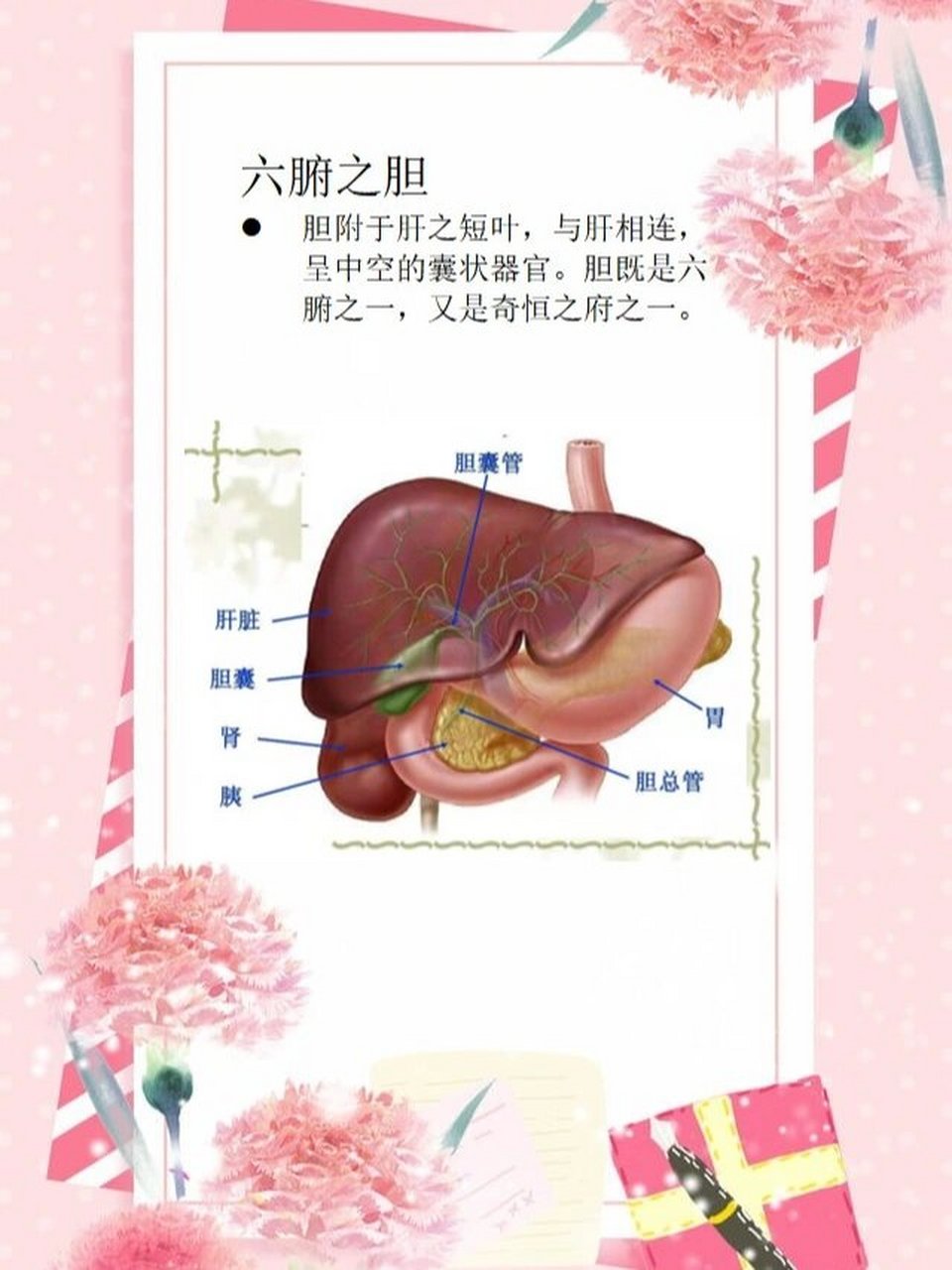贮存和排泄胆汁,味苦,呈黄绿色,具有促进食物的消化吸收的作用.