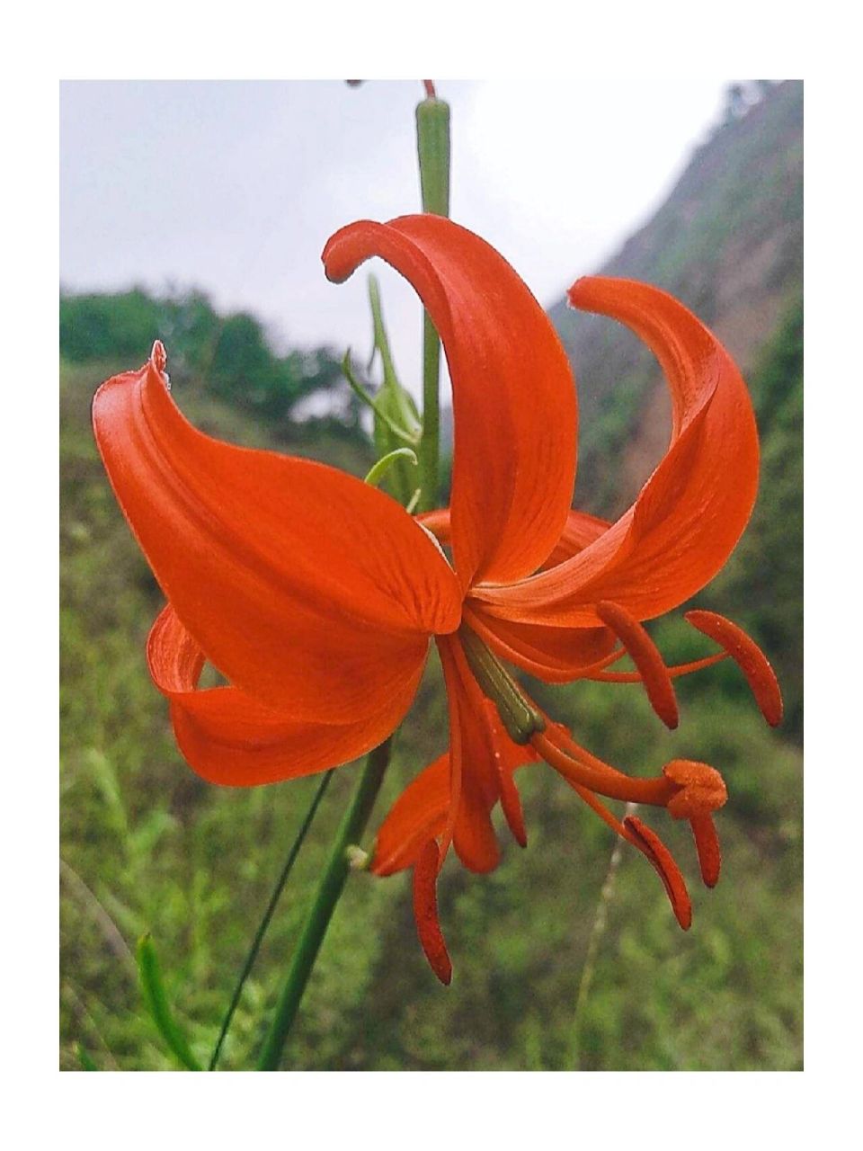 山丹丹花 别名:红百合 二名法:斑百合 界:植物界 科:百合科 山丹丹花