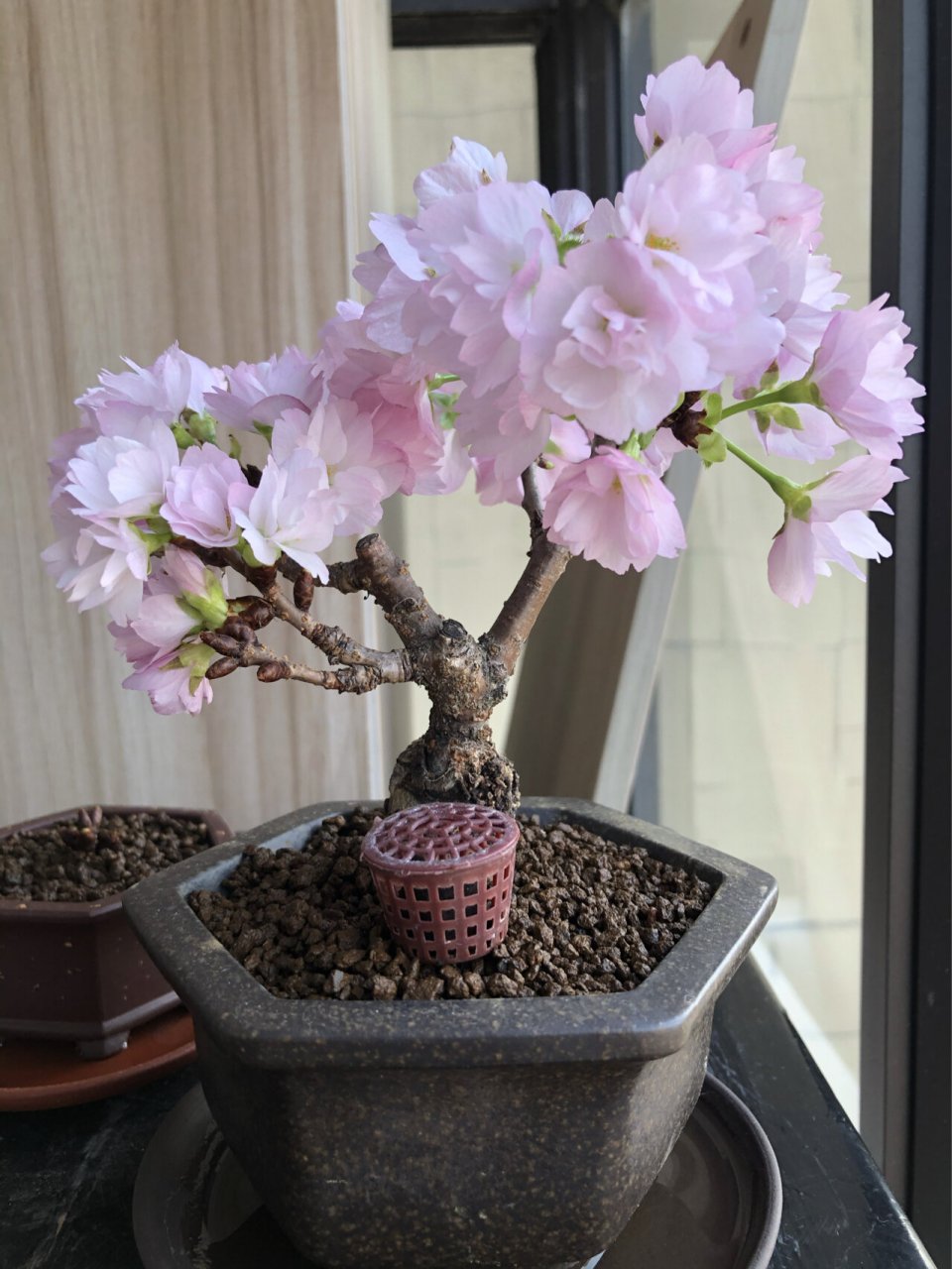 第二年开花的旭山樱,专做盆景的樱花品种 刚用,晒一晒我养到第二年的