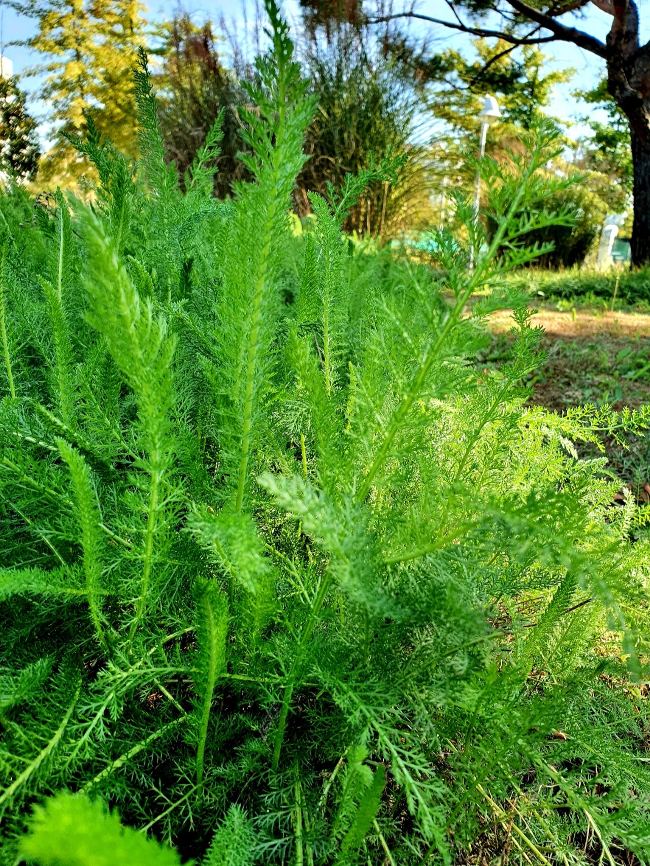 蓍草生长在什么地方图片