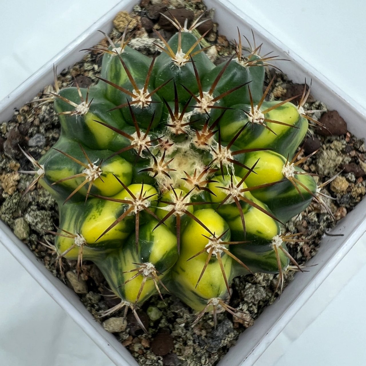 精品仙人球实生仙人球圆盘玉锦 多肉植物精品仙人球实生仙人球圆盘玉