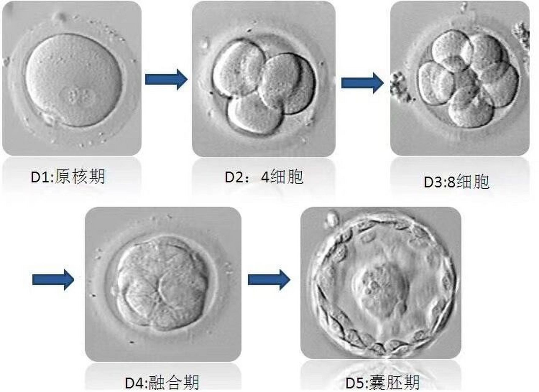 囊胚是什么样子的图片图片