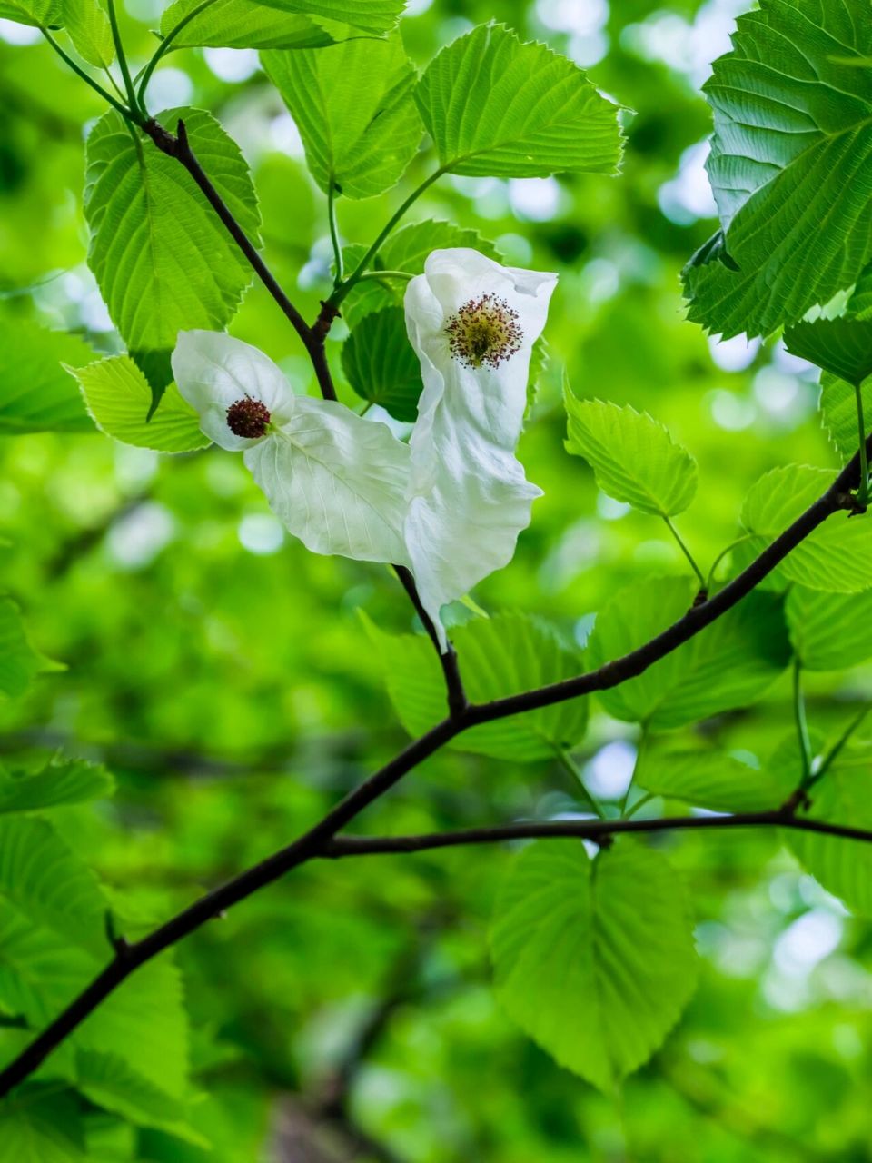 杭州植物园春末尽的花草树木(二),本期图片的花草