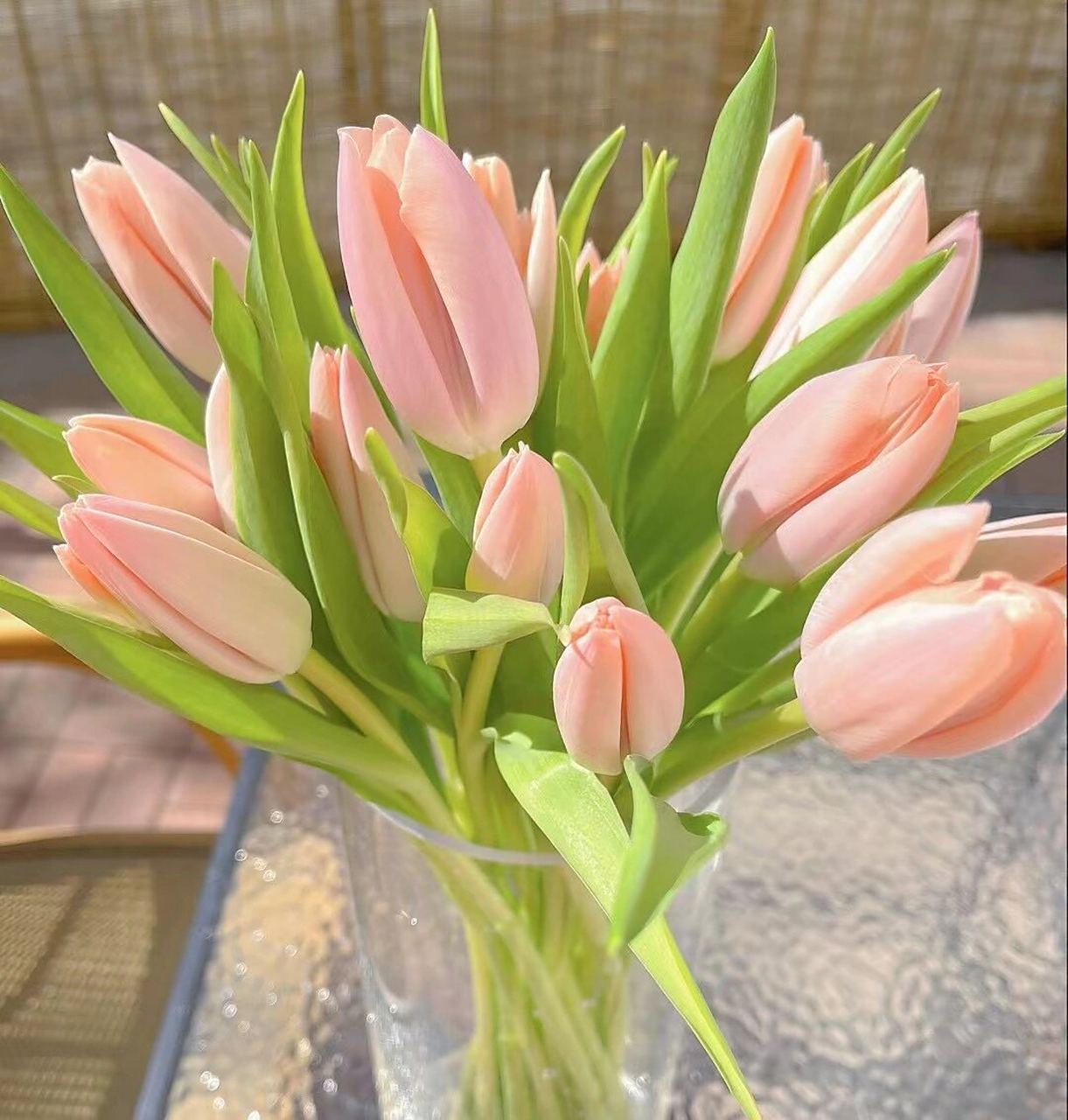 每日一花 2/10 姐姐的郁金香 郁金香(学名:tulipa gesneriana l.
