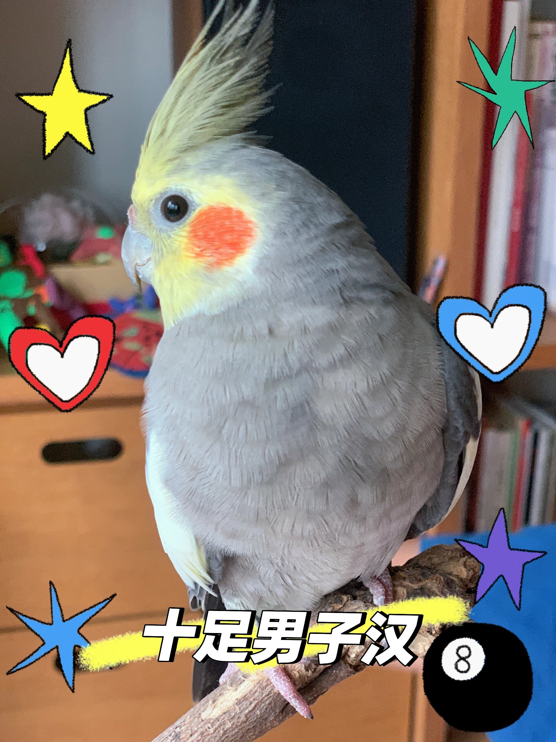 十足男子汉|玄凤鹦鹉如何分辨公母?