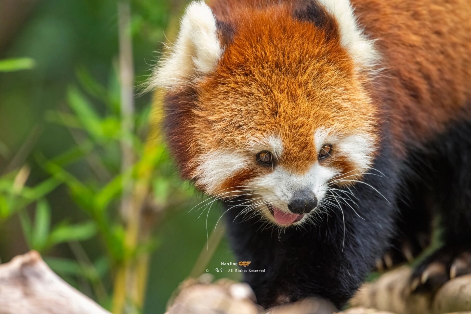 来南京红山森林动物园看超级可爱的小熊猫!