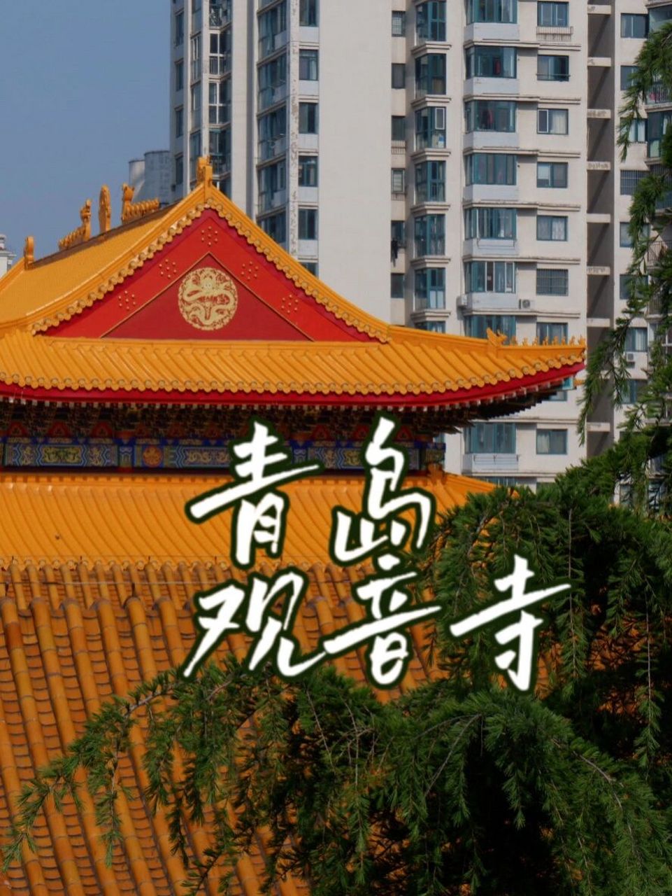 慈悲&平静  宁静的庇护所 98青岛打卡|青岛观音寺 去寺庙感受宁静