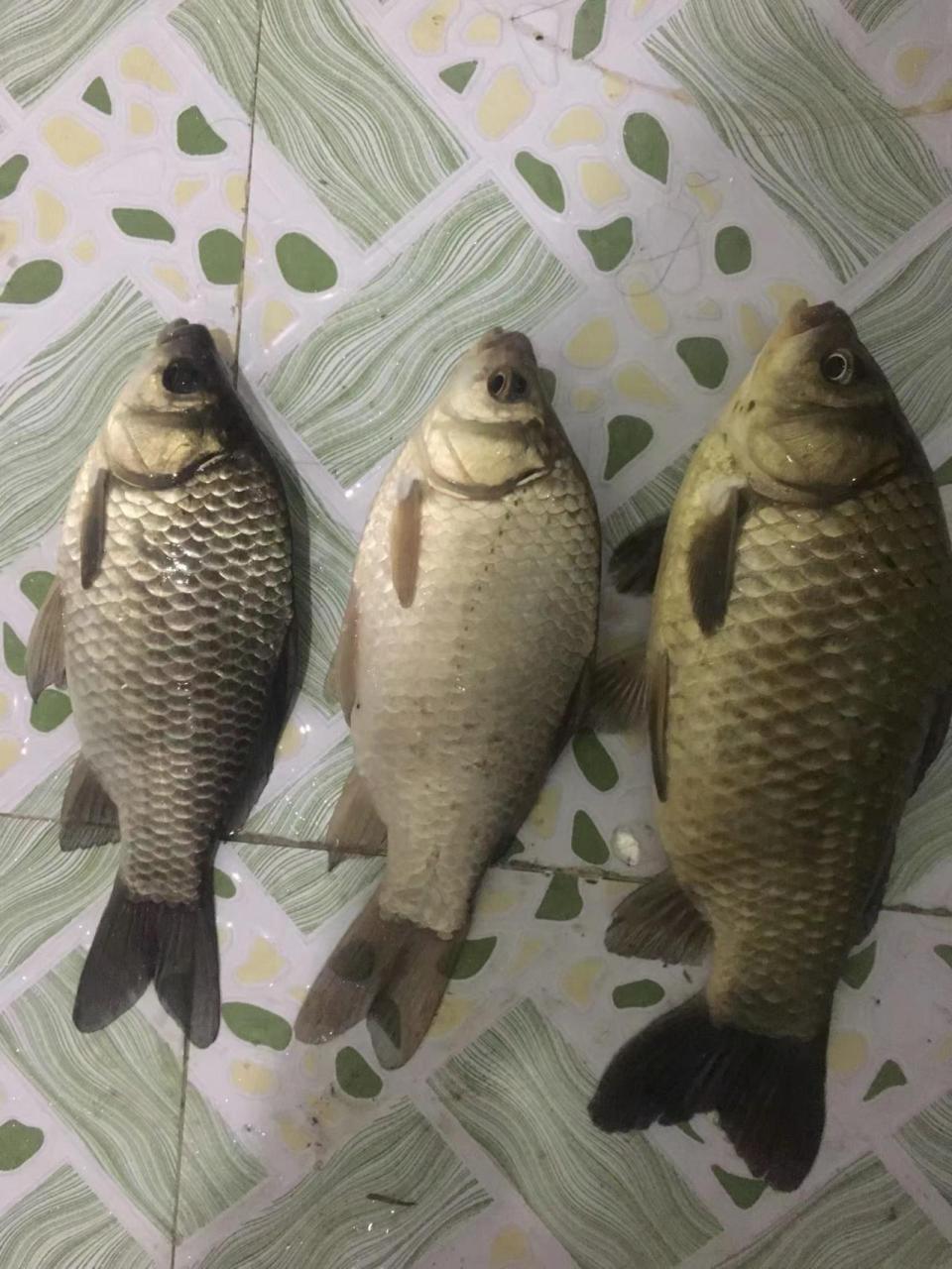 野生鲫鱼和饲养鲫鱼区别很明显 我感觉各大短视频平台钓鱼爱好者都