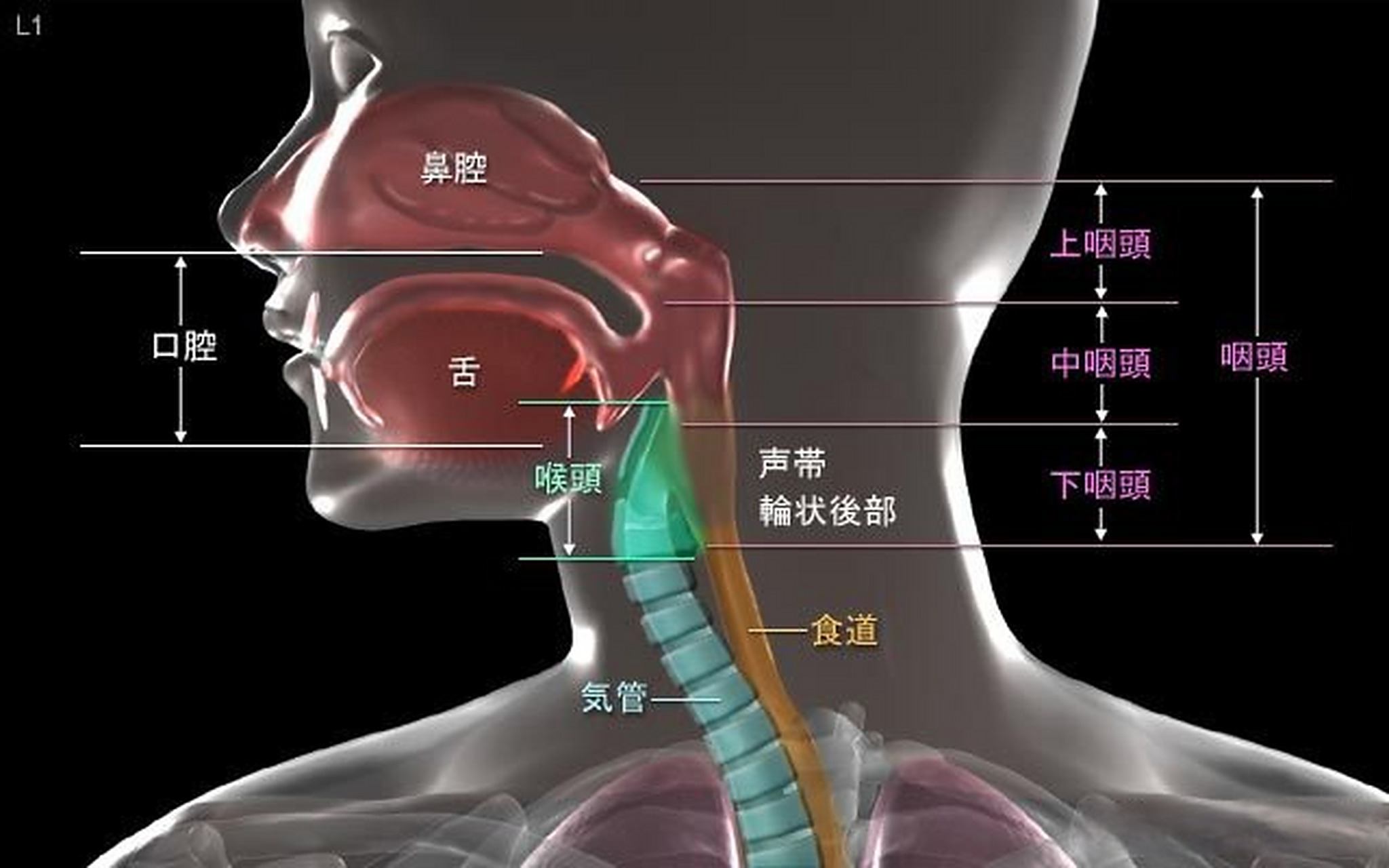 姑娘嗓子疼从就诊到去世仅10分钟 喉头水肿为喉部黏膜下有组织液