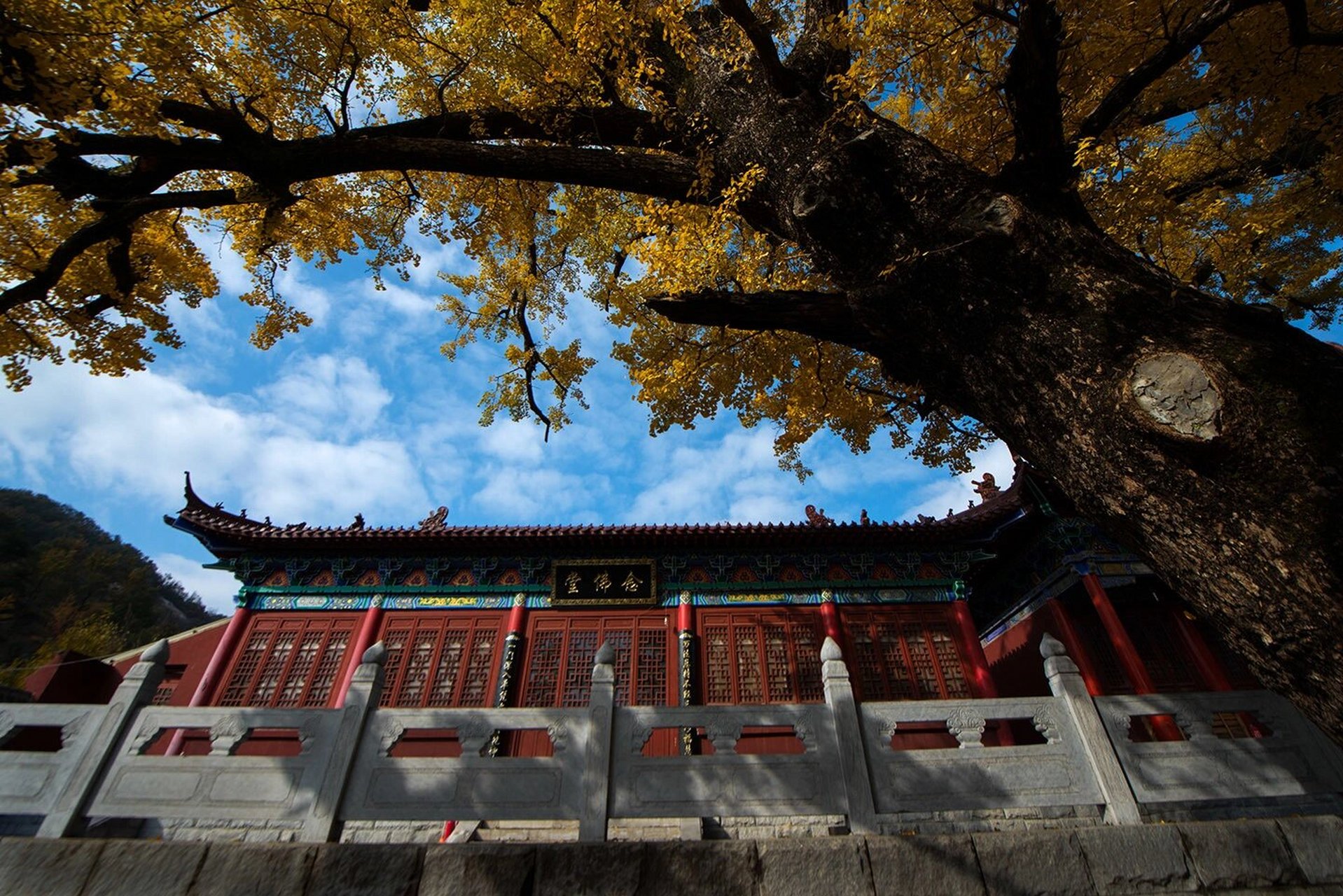 平顶山|金秋里的文殊寺 鲁山四棵树乡文殊寺的银杏即将进入最佳观赏期