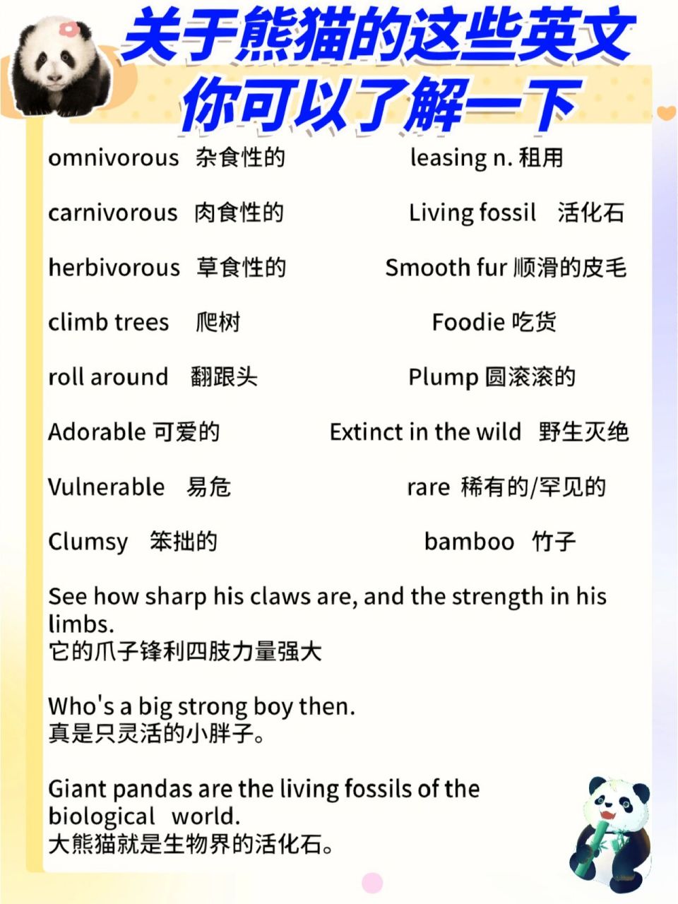 顶流熊猫花花爆火,熊猫的相关英文介绍 94顶流"女明星"花花,大家都