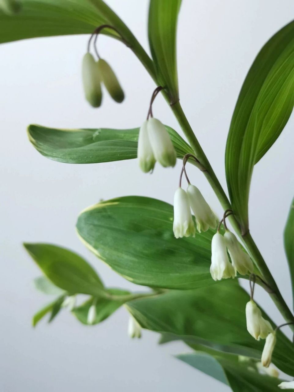 鸣子百合 (又名:斑叶玉竹)可入药,枝叶为高级花材,气质高雅,花开后像