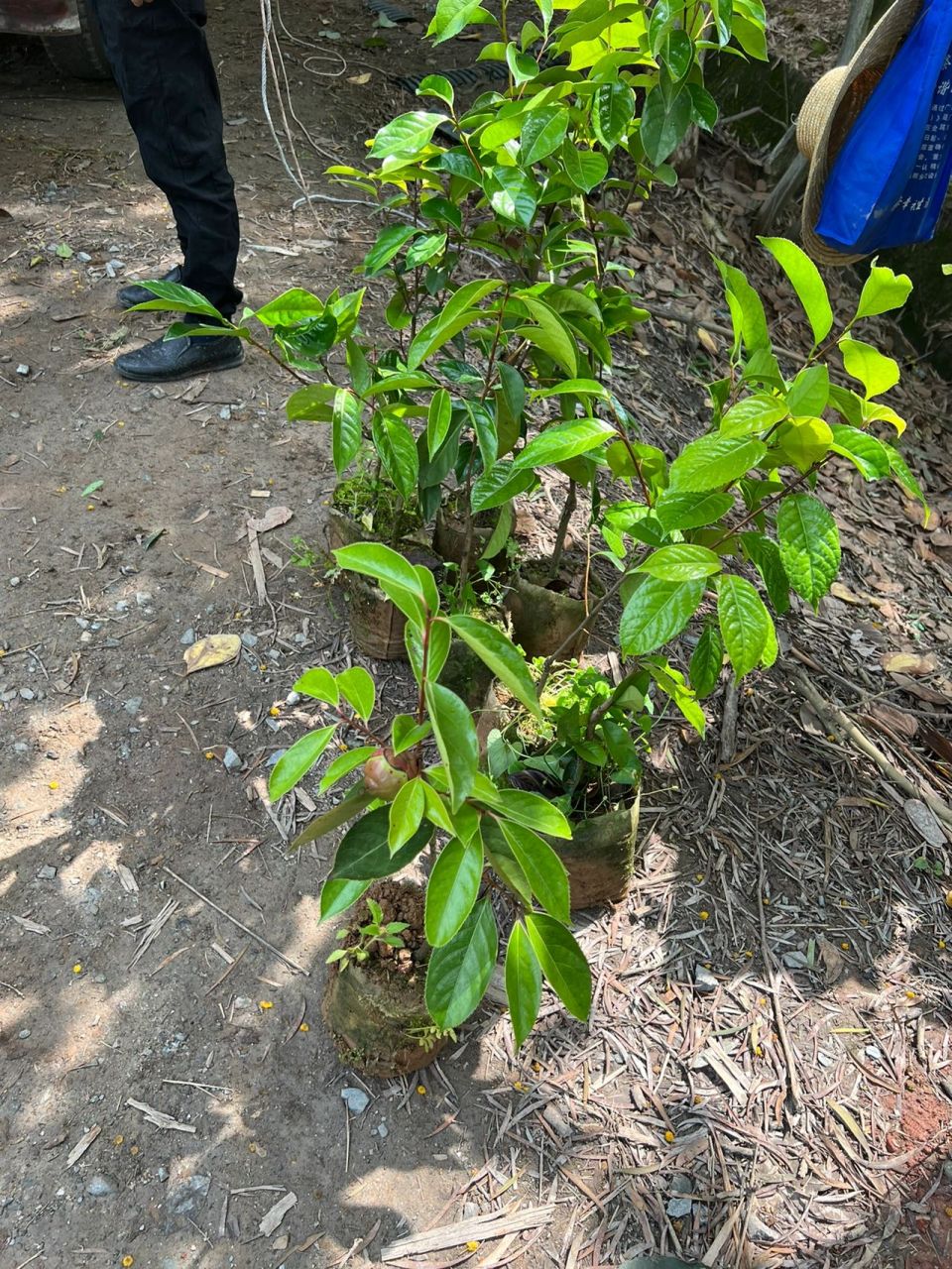 大果红花油茶种植技术,如何提高种植成活率 大果红花油茶种植技术.