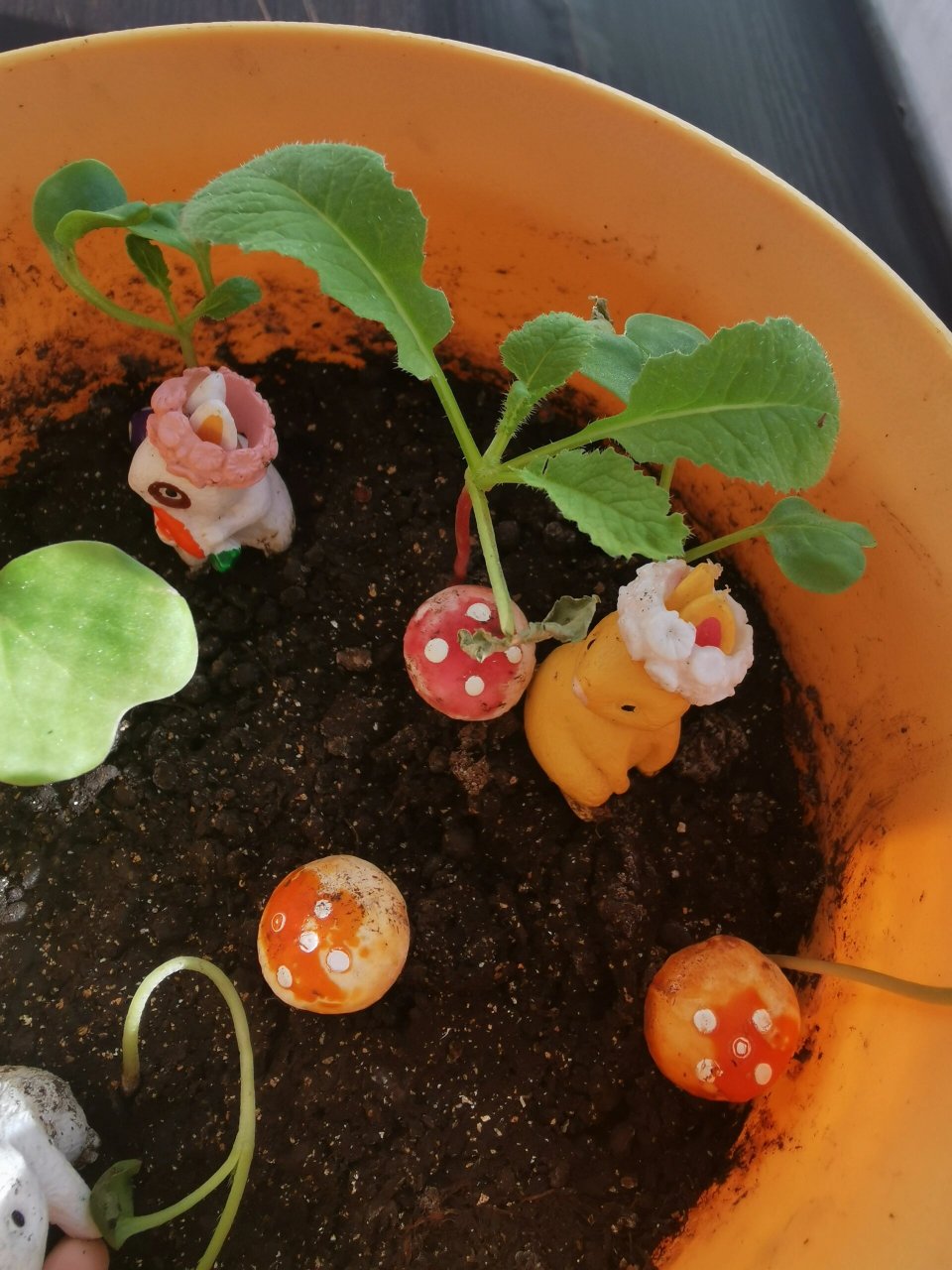 四年级植物观察小报(樱桃萝卜) 家里有个会画画的小姐姐太省心了 四