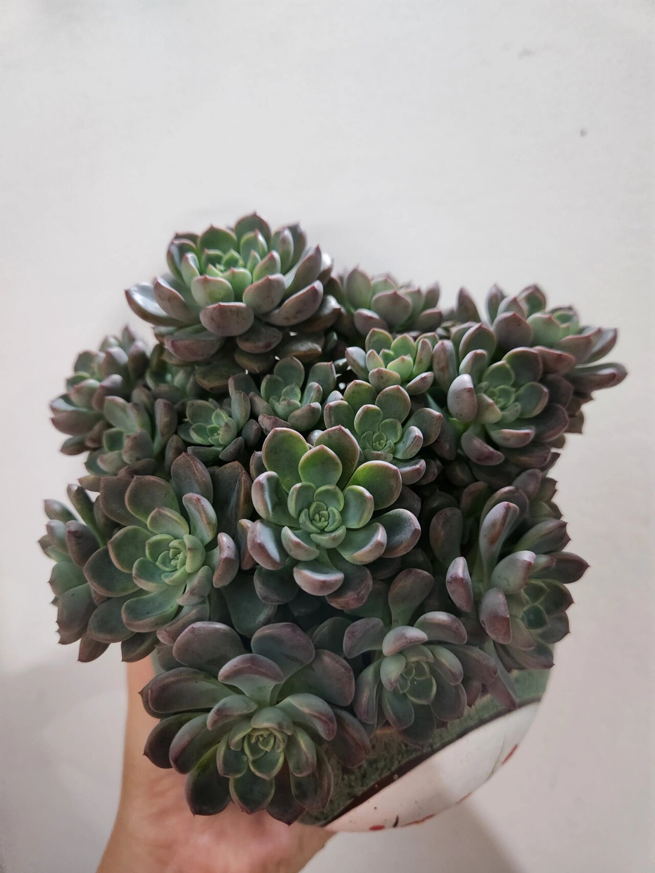 粉布偶多肉植物 9月11日种下,两个星期左右就服盆了.