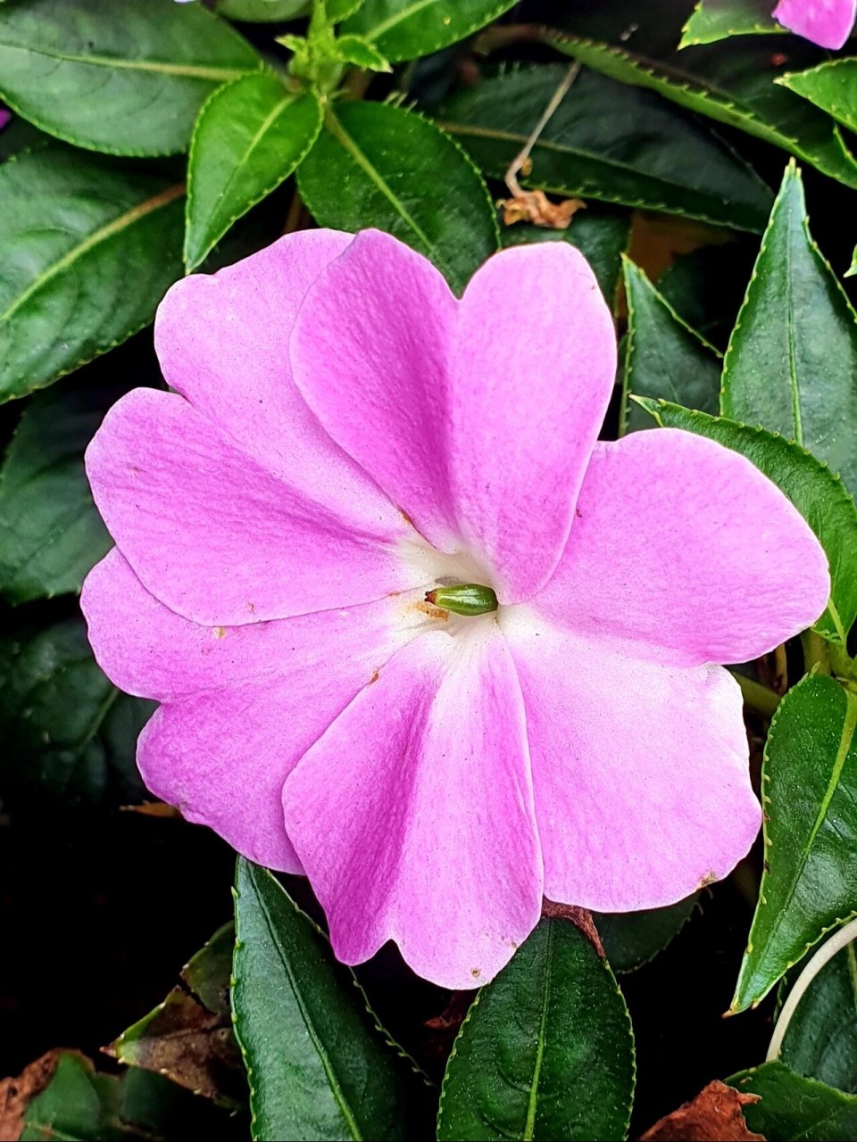 新几内亚凤仙花 94别名五彩凤仙花,绿化带种了很多,颜色鲜艳,花期